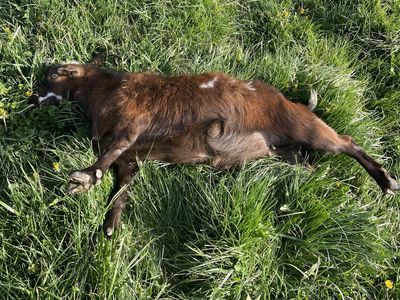 Short Hair YRLING Fainting Goat Does