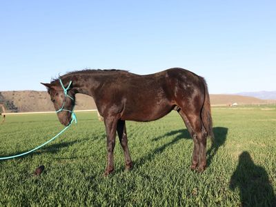 2025 BLACK AQHA COLT