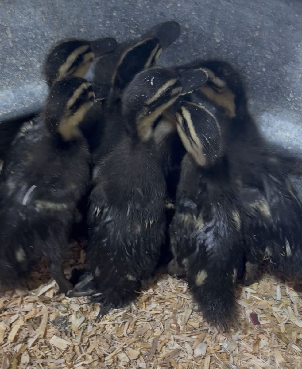 Backyard mix ducklings