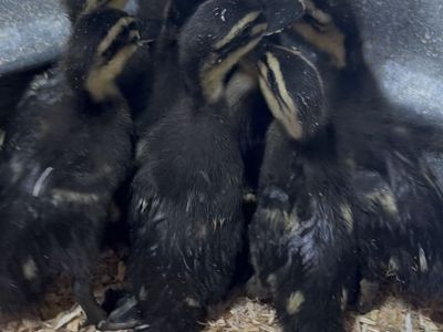 Backyard mix ducklings