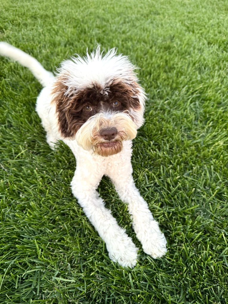 TRAINED Australian Labradoodle
