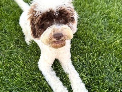TRAINED Australian Labradoodle