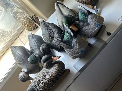 Avery Outdoors Duck Decoys - Set of 8 Lifelike Design, Waterfowl Hunting
