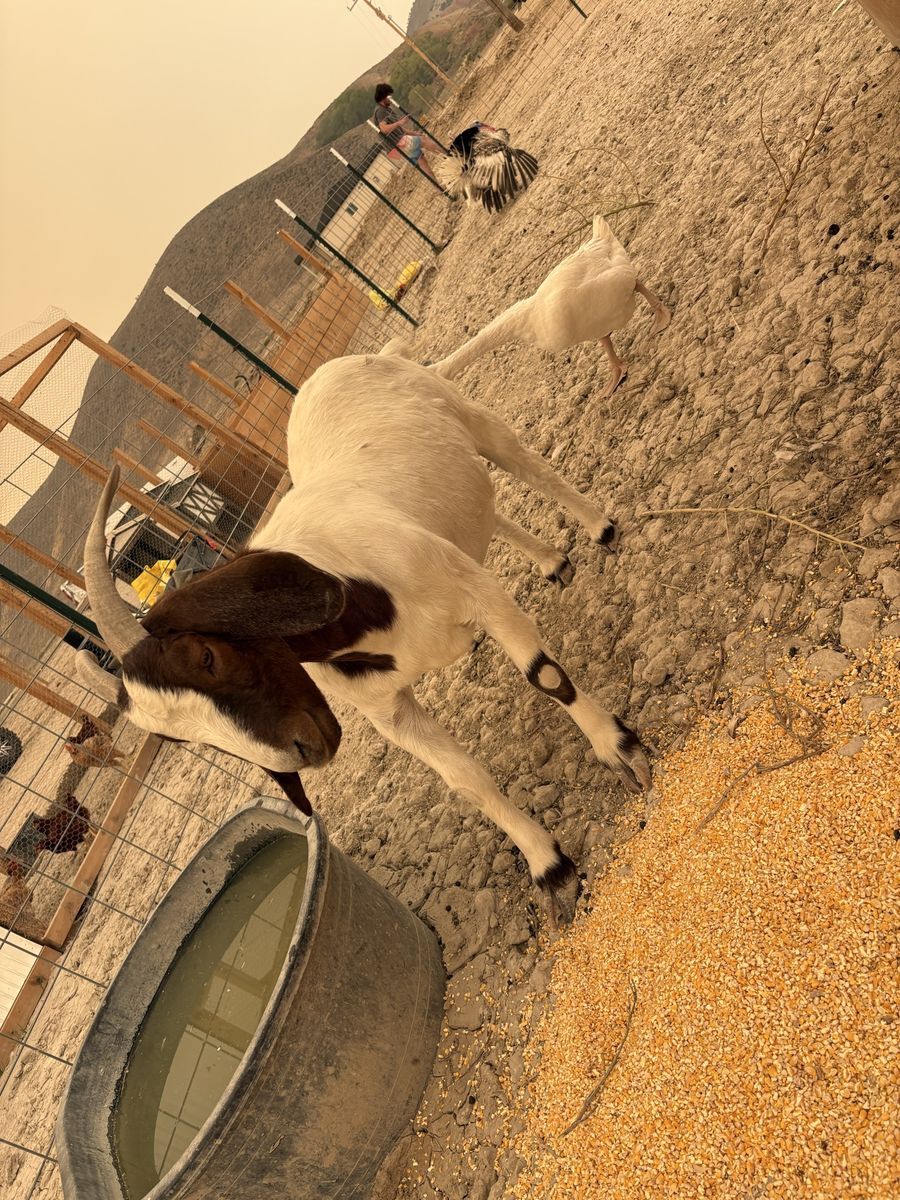 Boer goat pair