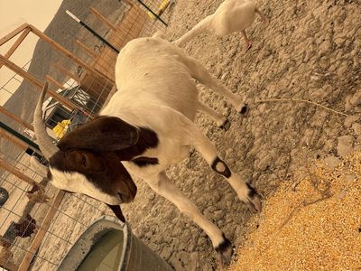 Boer goat pair