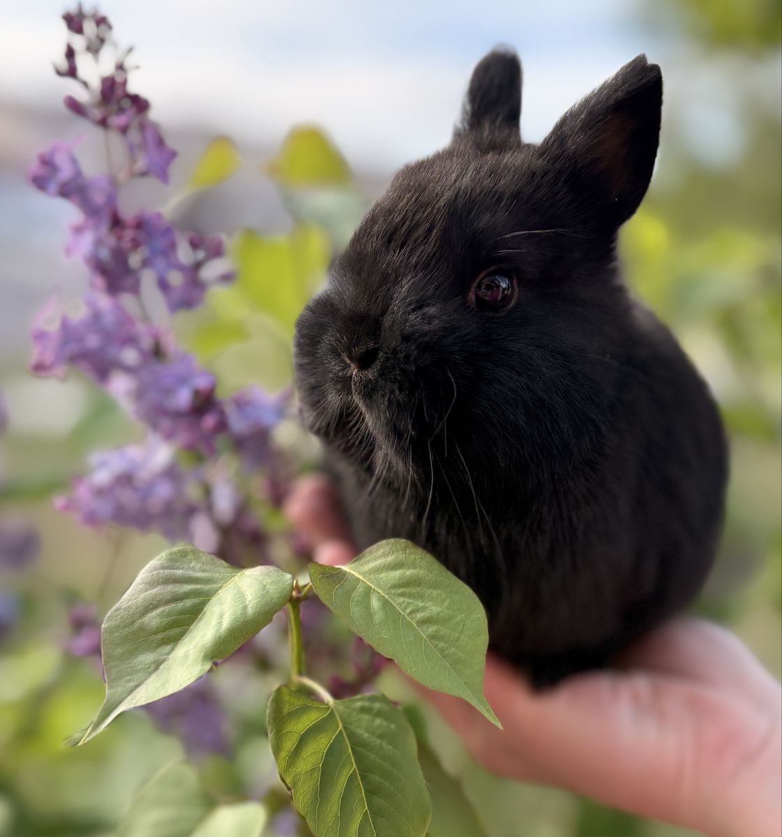 Tiniest Pedigreed Netherland Dwarf bunny rabbit
