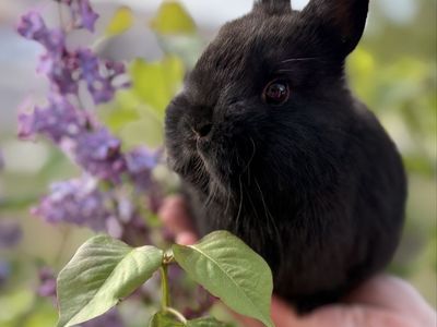 Tiniest Pedigreed Netherland Dwarf bunny rabbit