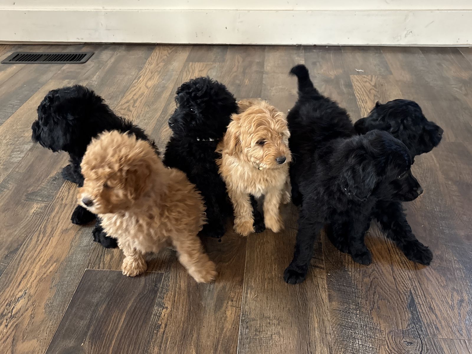 Mini Goldendoodle Puppies – Family-Raised, Low-Shedding, Great with Kids