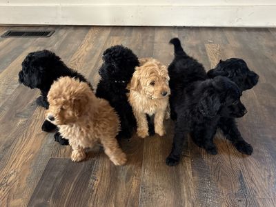 Mini Goldendoodle Puppies – Family-Raised, Low-Shedding, Great with Kids