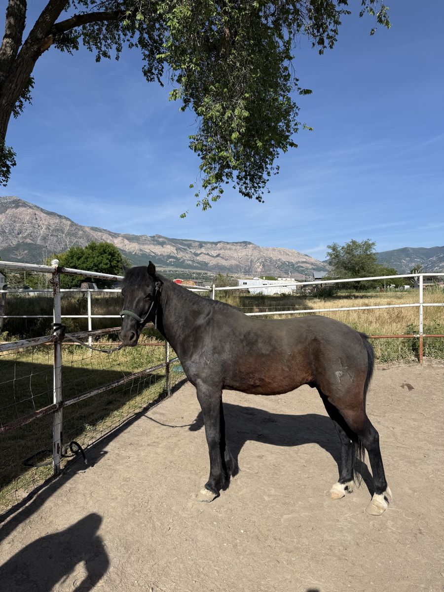 Handsome Black Pony Mustang