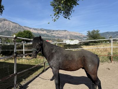 Handsome Black Pony Mustang