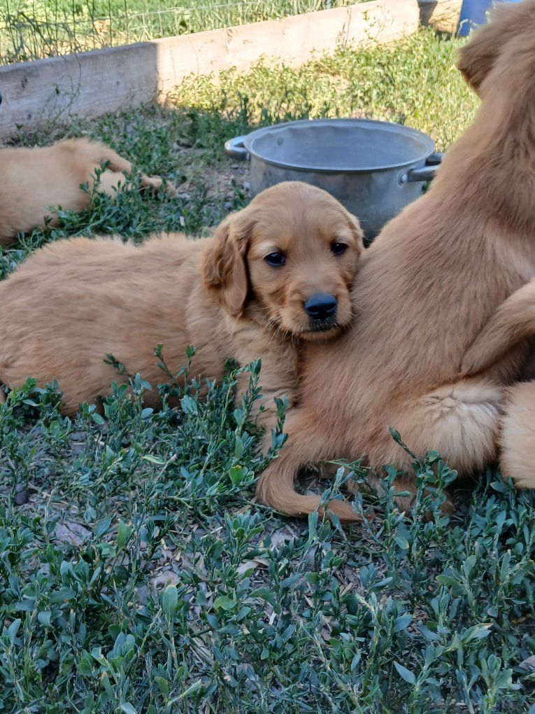 AKC Golden Retriever Puppies
