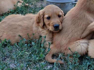AKC Golden Retriever Puppies