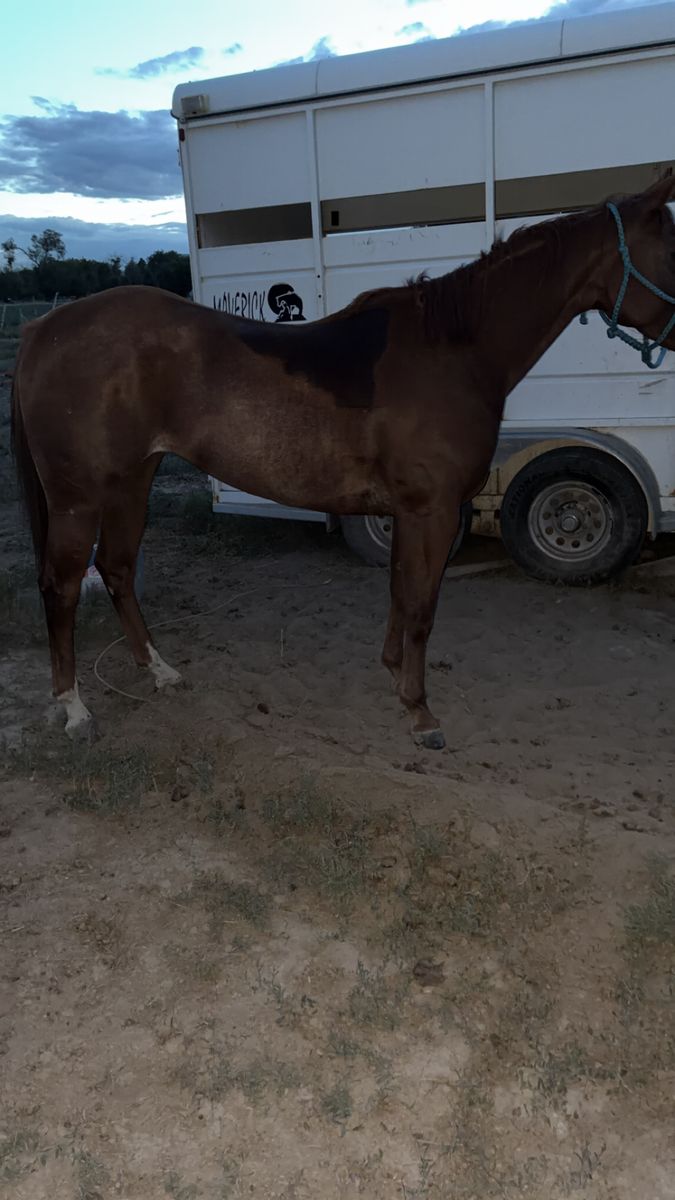 3 year old filly