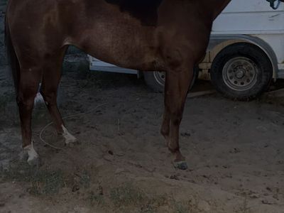 3 year old filly