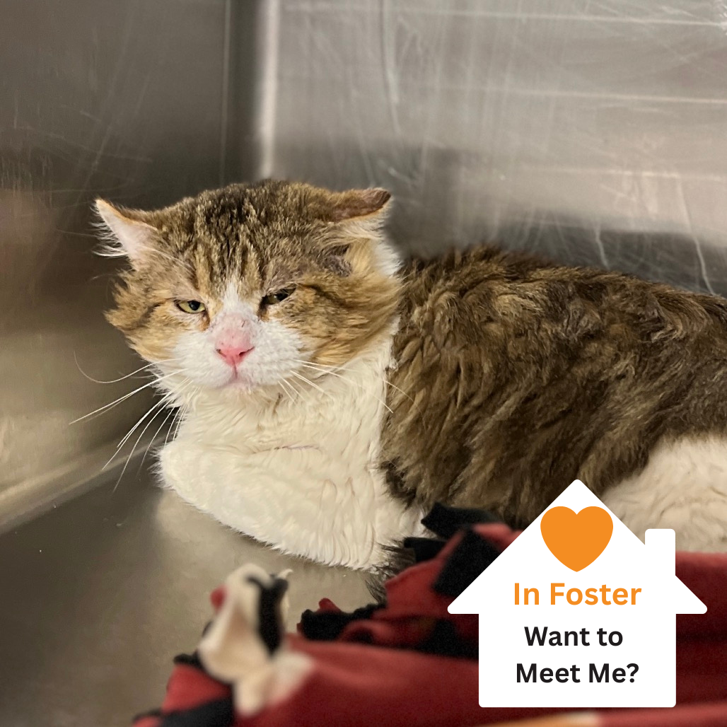 Hello my name is Thimble Fern