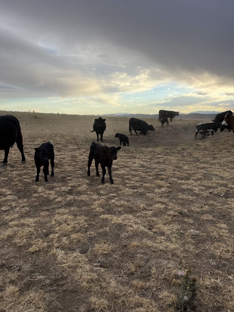 Pairs for sale 33 pairs calves are F1& F2 wagyu cross. Month old and a wagyu bull for $200,000- Healthy & Ready for Sale