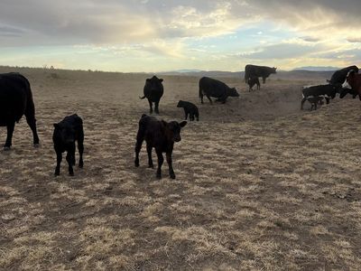 Pairs for sale 33 pairs calves are F1& F2 wagyu cross. Month old and a wagyu bull for $200,000- Healthy & Ready for Sale