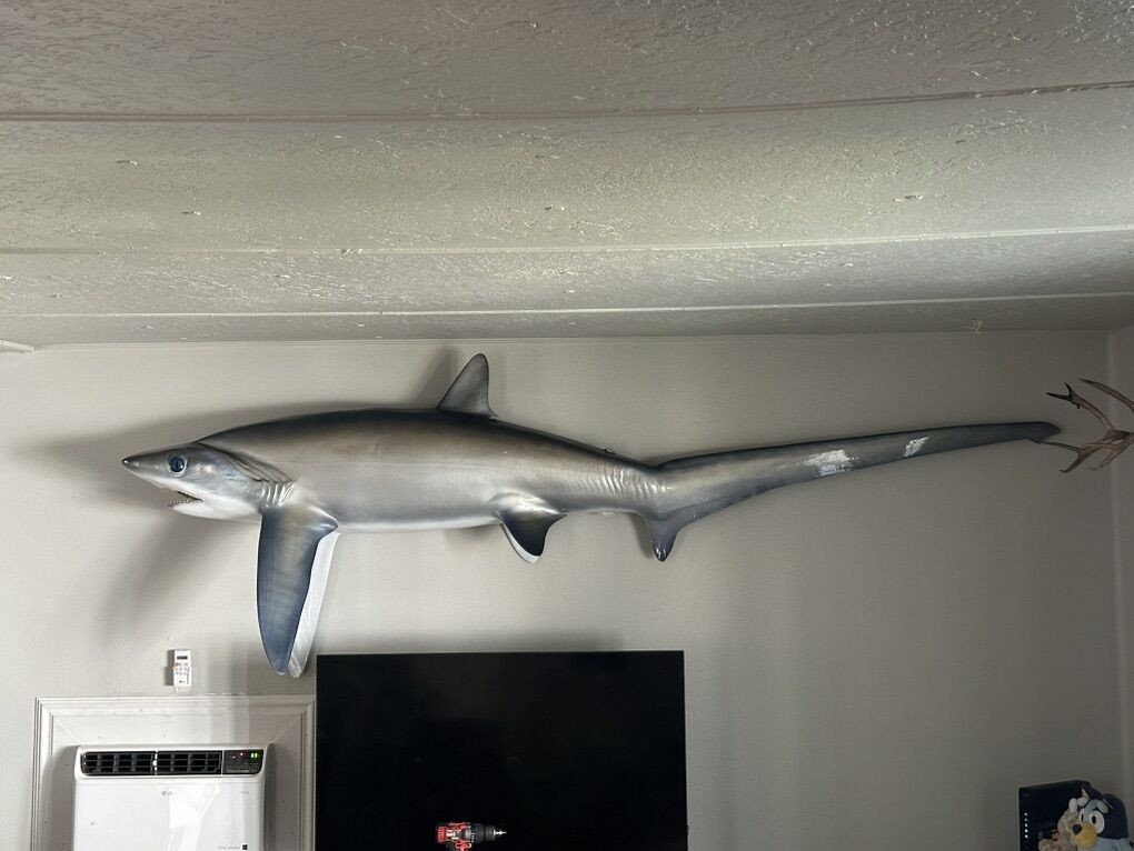 thresher shark replica mount