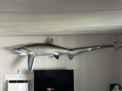 thresher shark replica mount
