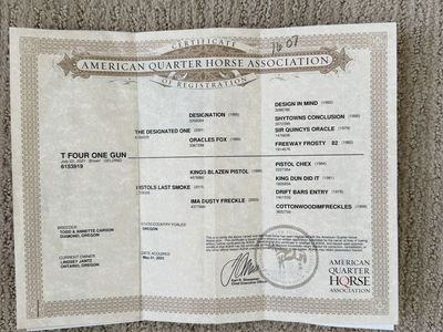 AQHA 4 year old beautiful registered bay 15 hands