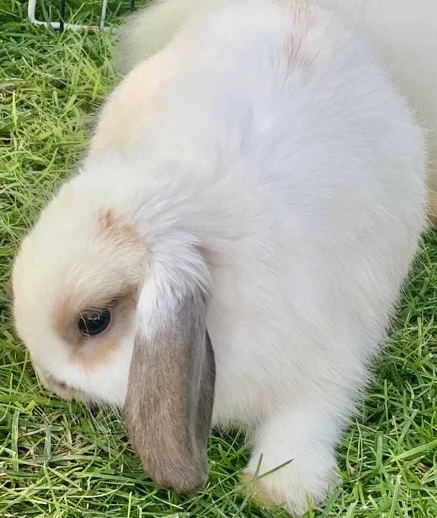 Darling Young Holland Lop