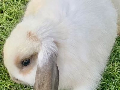 Darling Young Holland Lop