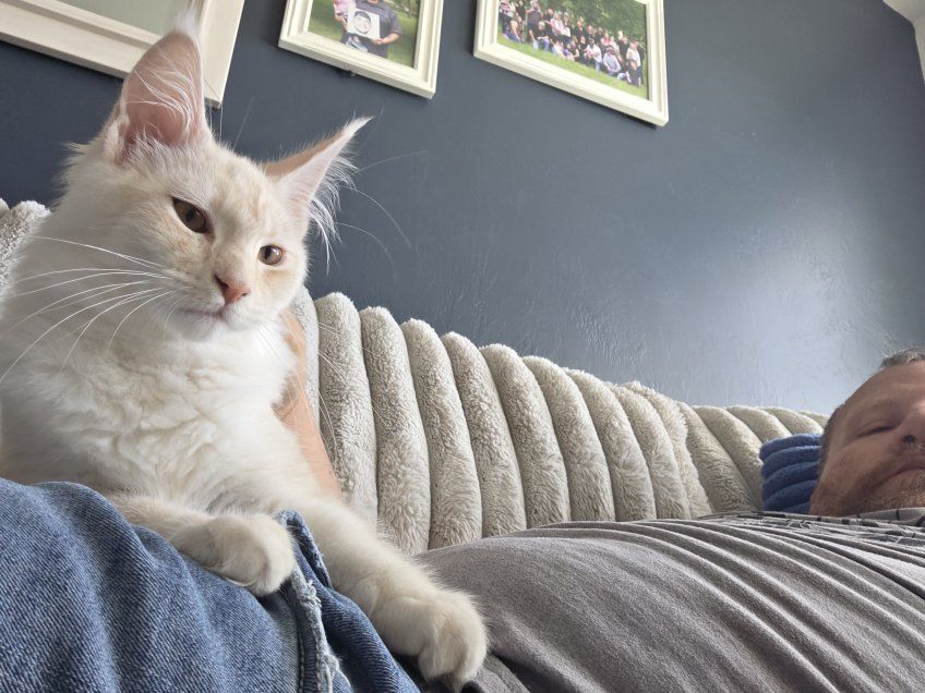 Maine Coon kitten