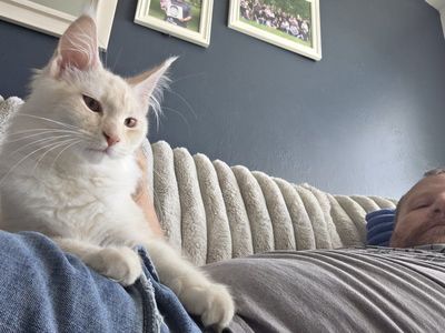 Maine Coon kitten