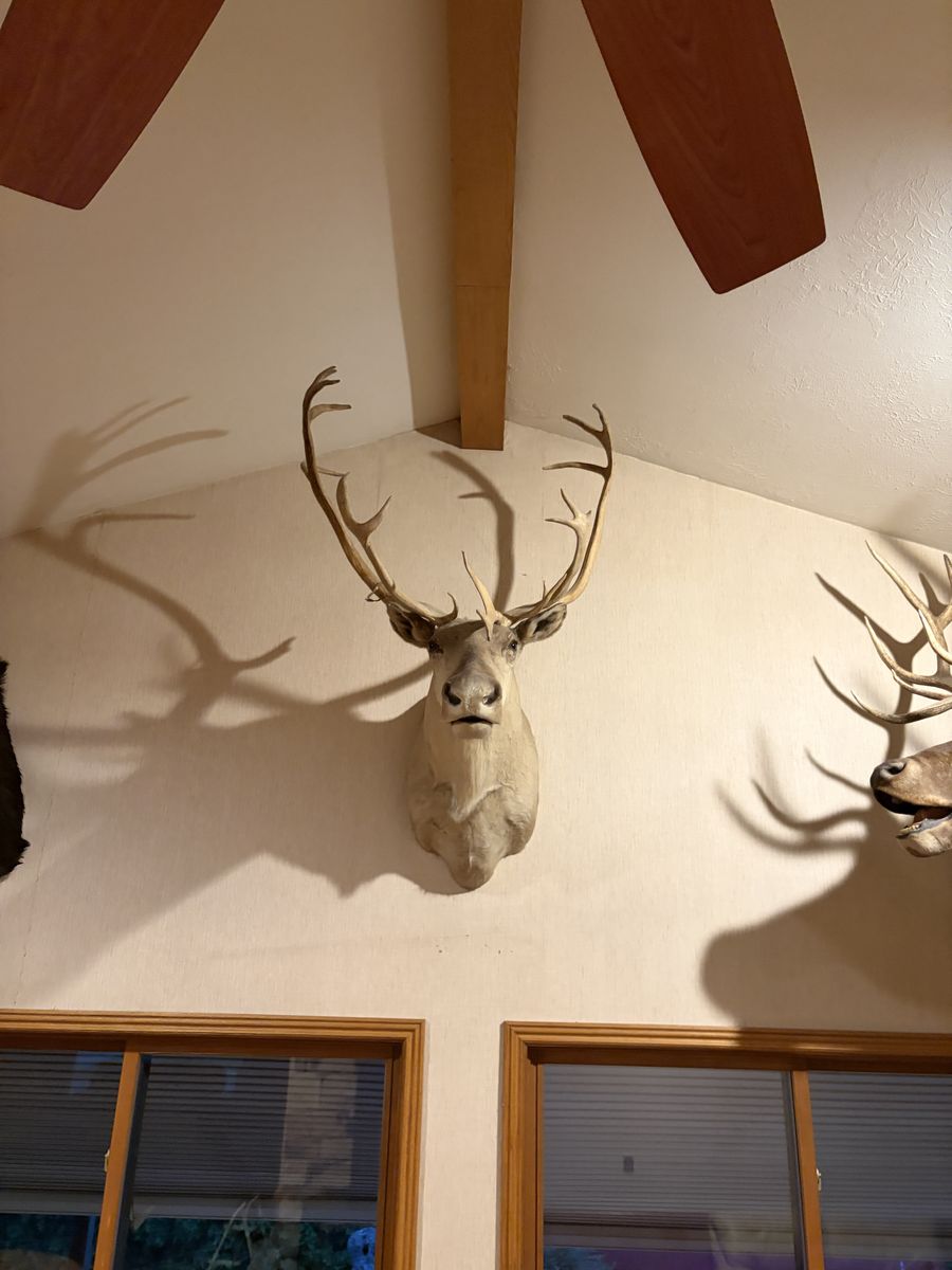 Large Caribou Taxidermy Mount