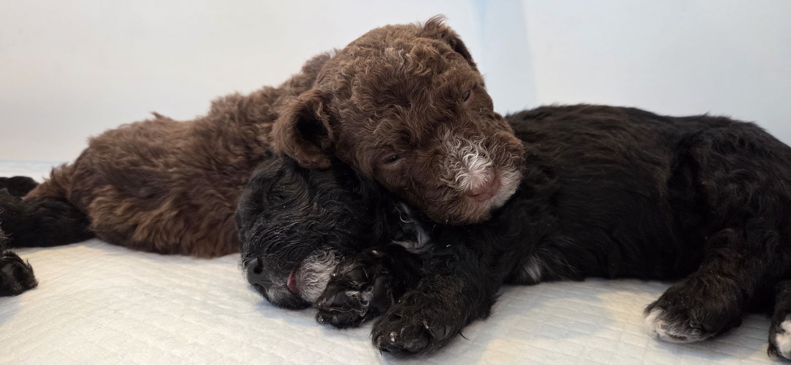 Spanish Water Dog puppies available for Adoption