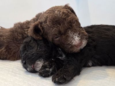 Spanish Water Dog puppies available for Adoption