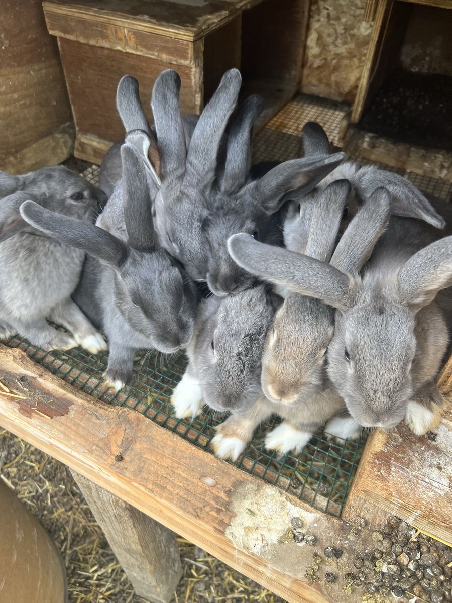 3 Month Old Rabbits – Pet or Meat 