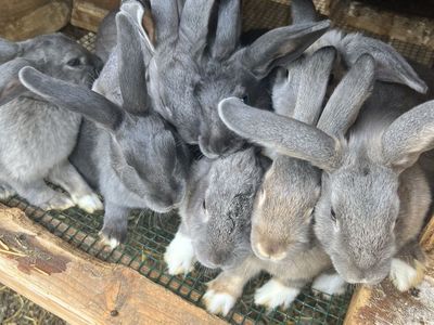 3 Month Old Rabbits – Pet or Meat