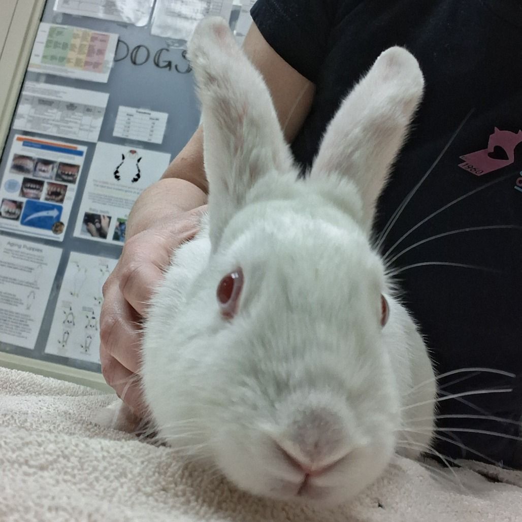 Hello my name is Snow