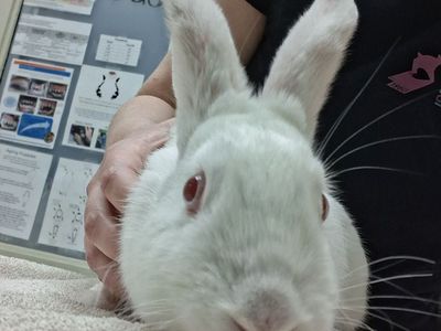 Hello my name is Snow