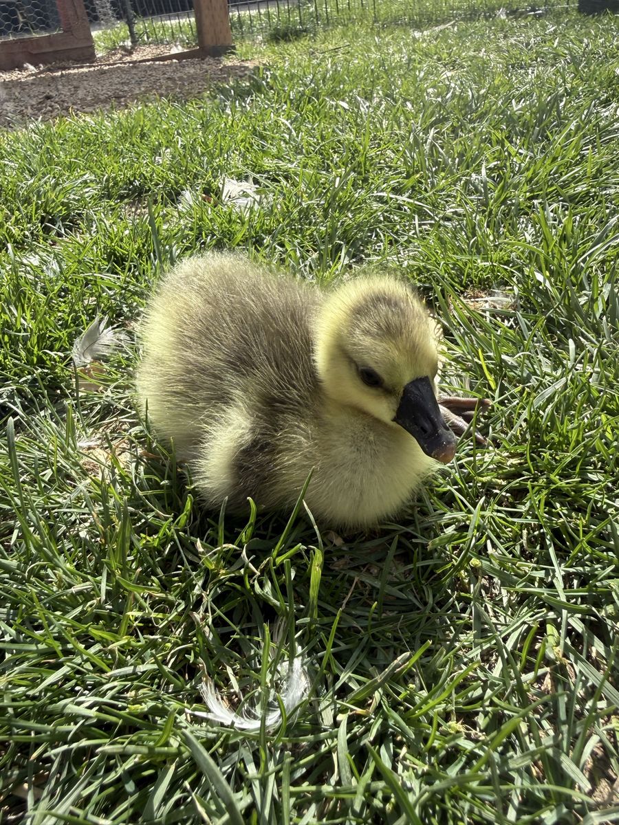 AFRICAN DAY OLD GOOSE (Female)