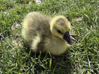 AFRICAN DAY OLD GOOSE (Female)