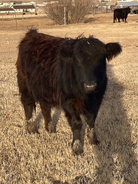 Scottish Highland/Angus Cross Pregnant Cow