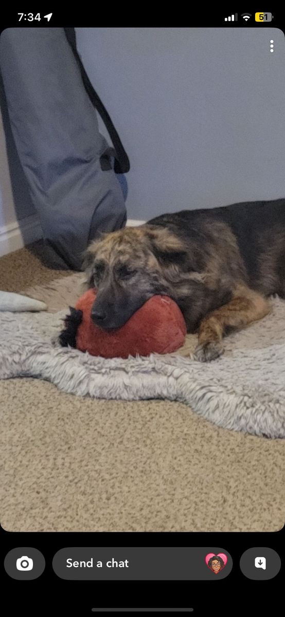 Missing dog