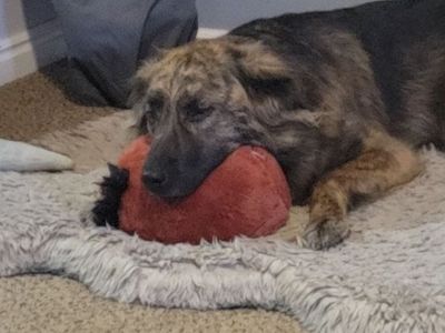 Missing dog