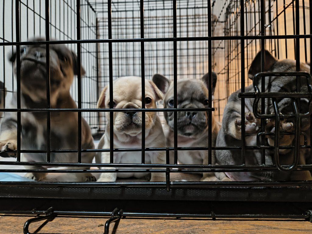 AKC pure bred Frenchbulldogs 5.5 weeks old!