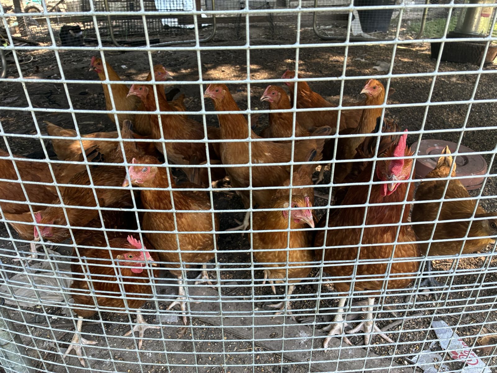 Flock of Brown Egg-Laying Hens / Chickens