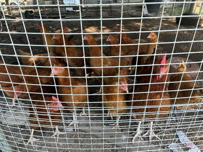 Flock of Brown Egg-Laying Hens / Chickens