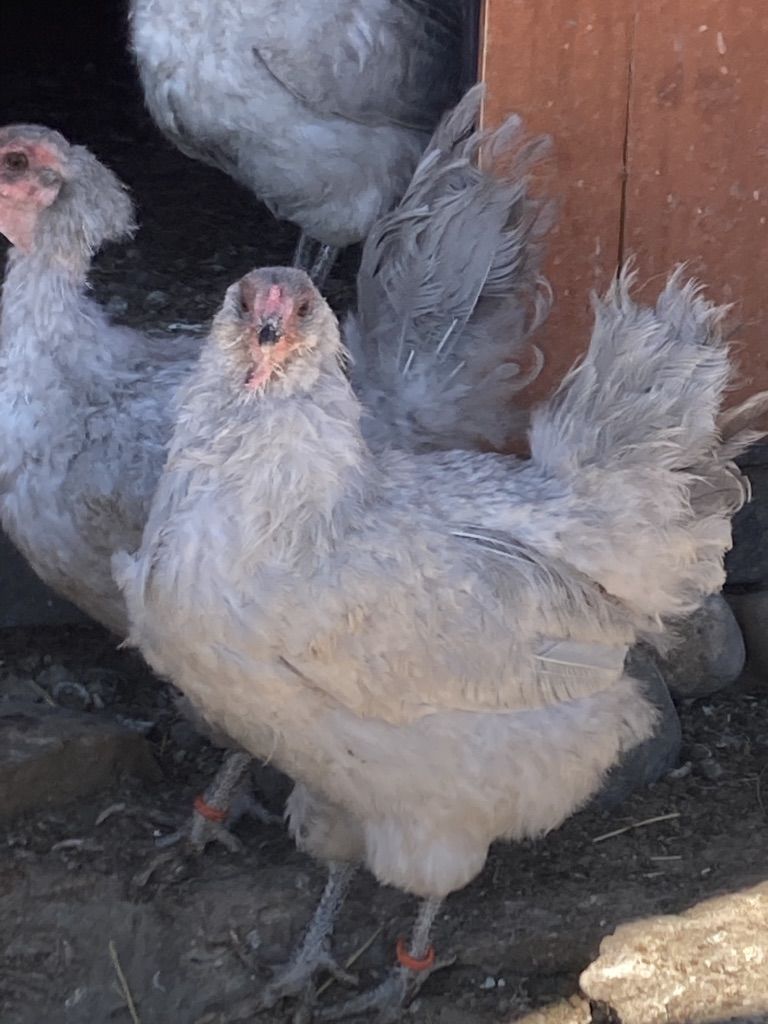 Lavender Ameraucana Laying Hens 1 1/2 -2 years
