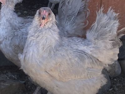 Lavender Ameraucana Laying Hens 1 1/2 -2 years