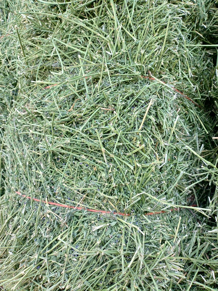 Main image 2