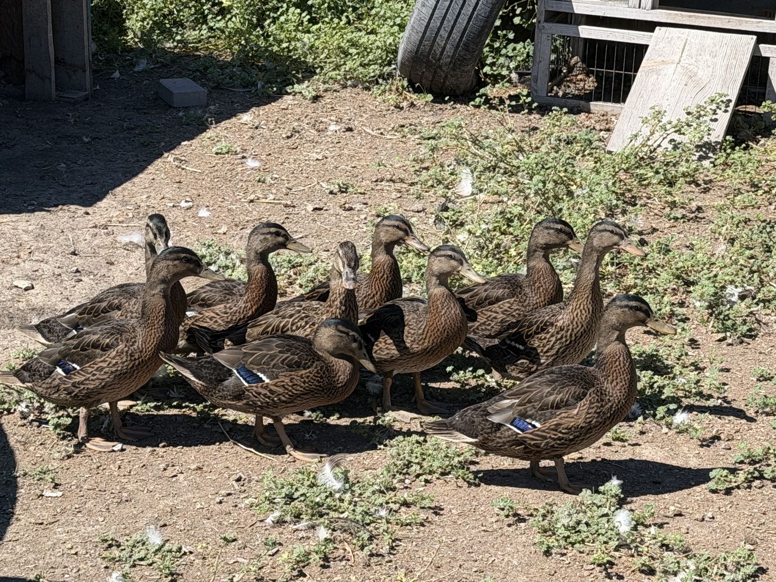 Mallard ducks drakes and hens