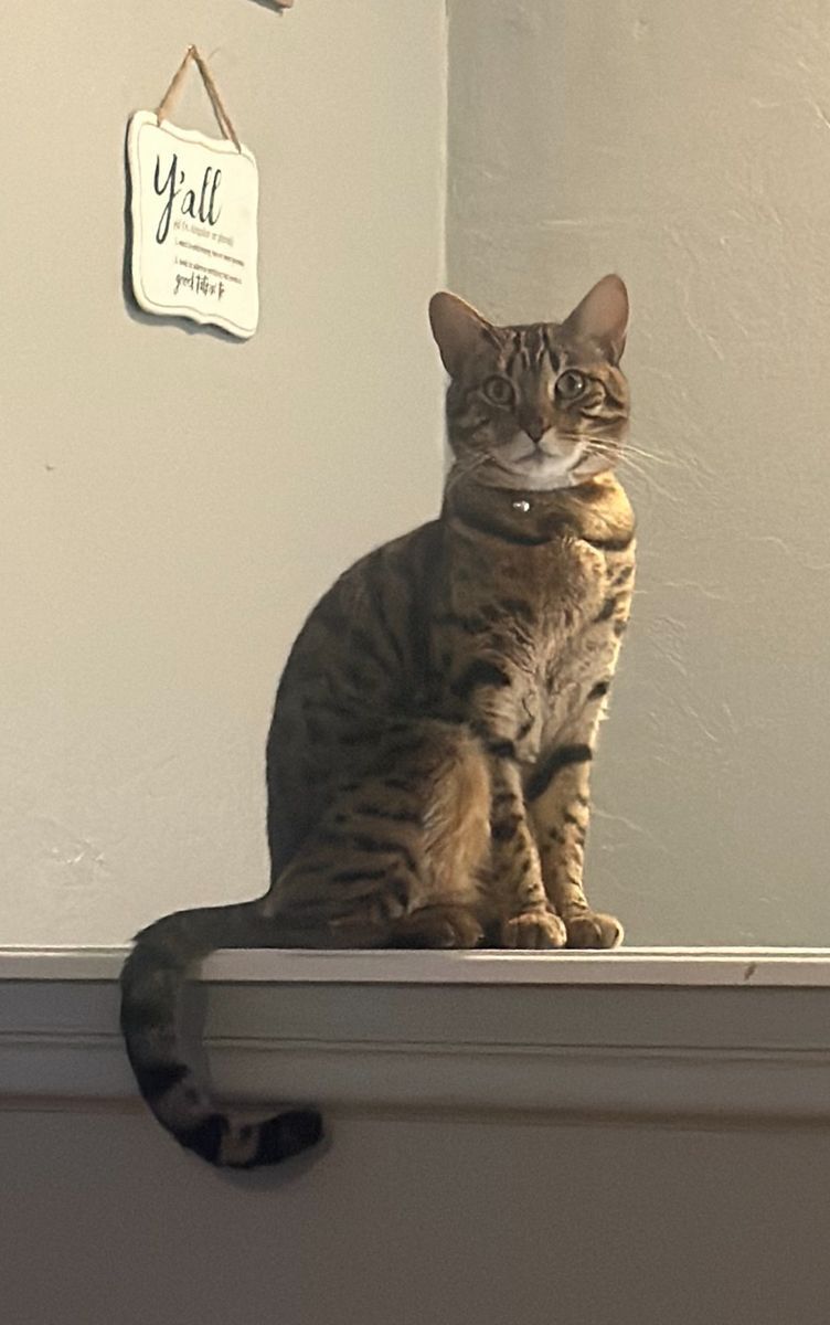 Male neutered bengal cat