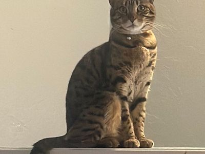 Male neutered bengal cat
